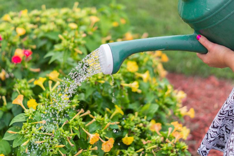 our-top-tips-for-saving-water-in-your-landscaping-homescape-now